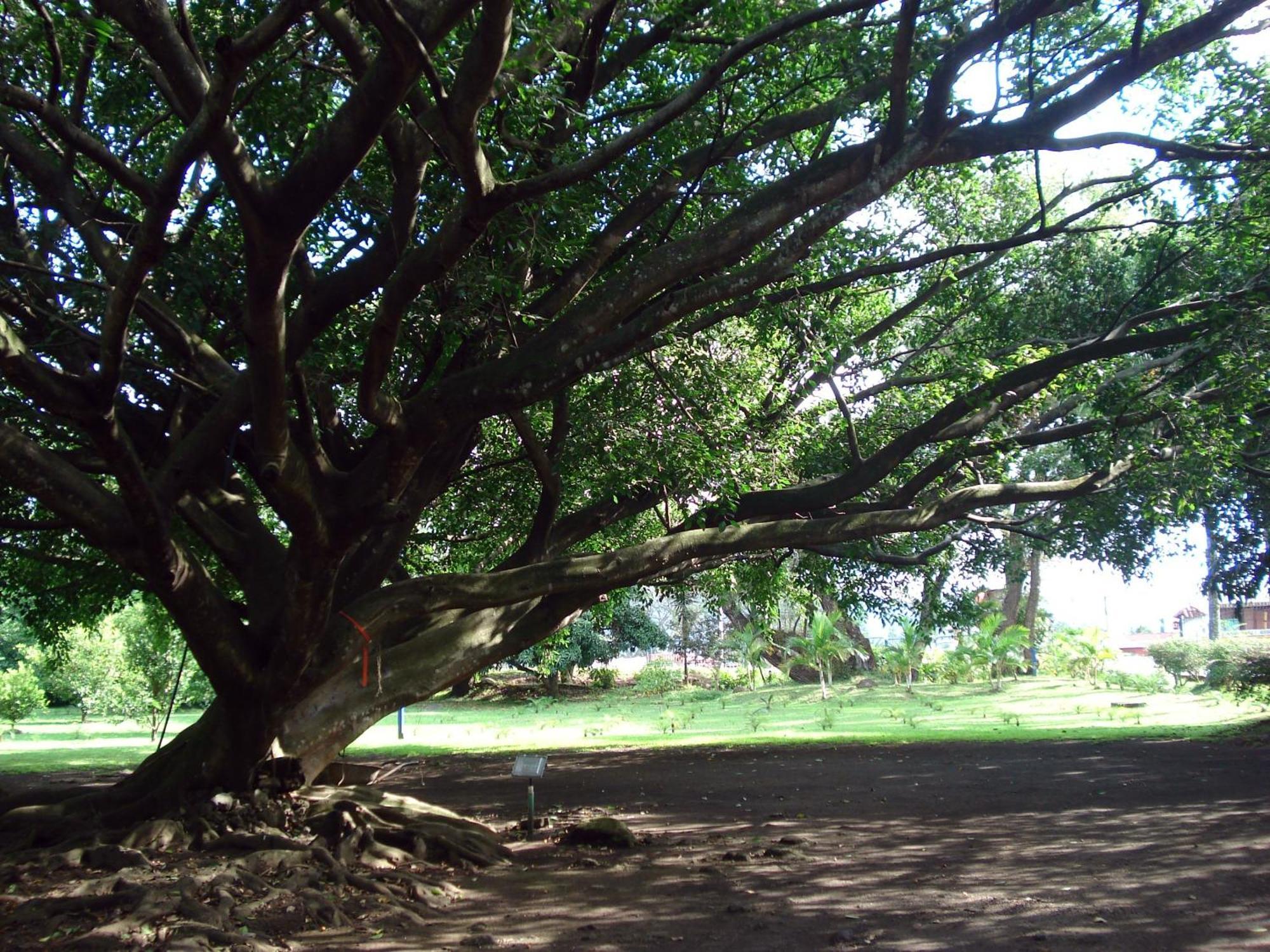 Aeropuerto Las Ciruelas (Alajuela)
